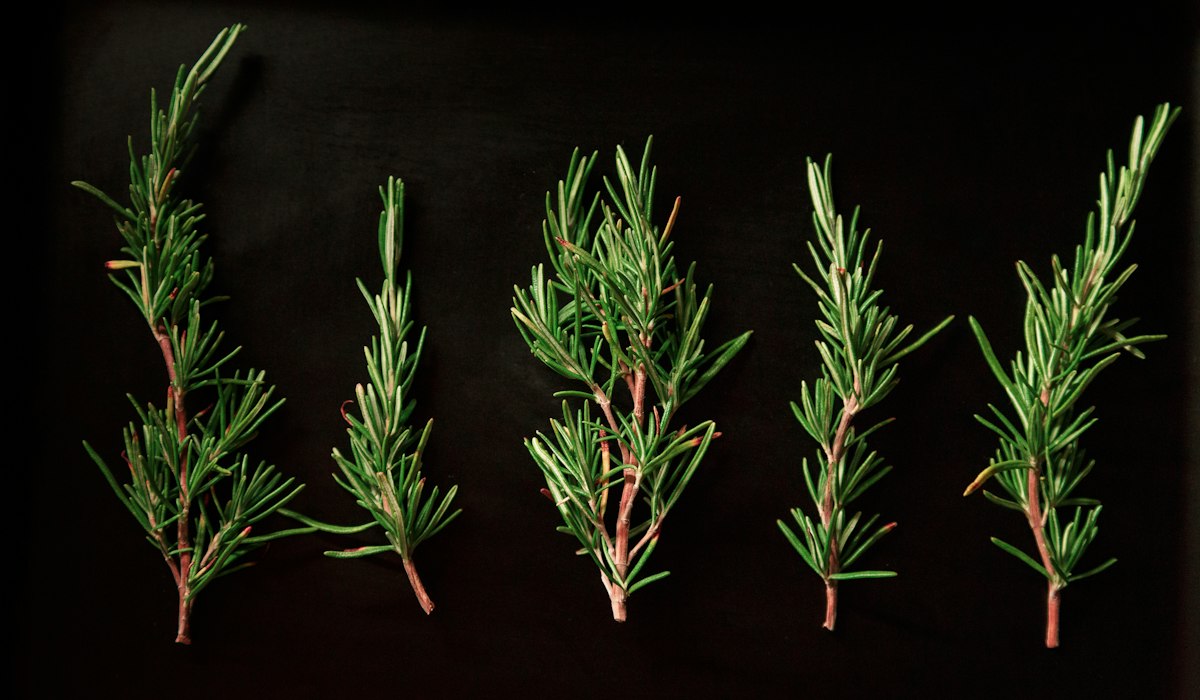 Fresh rosemary sprigs