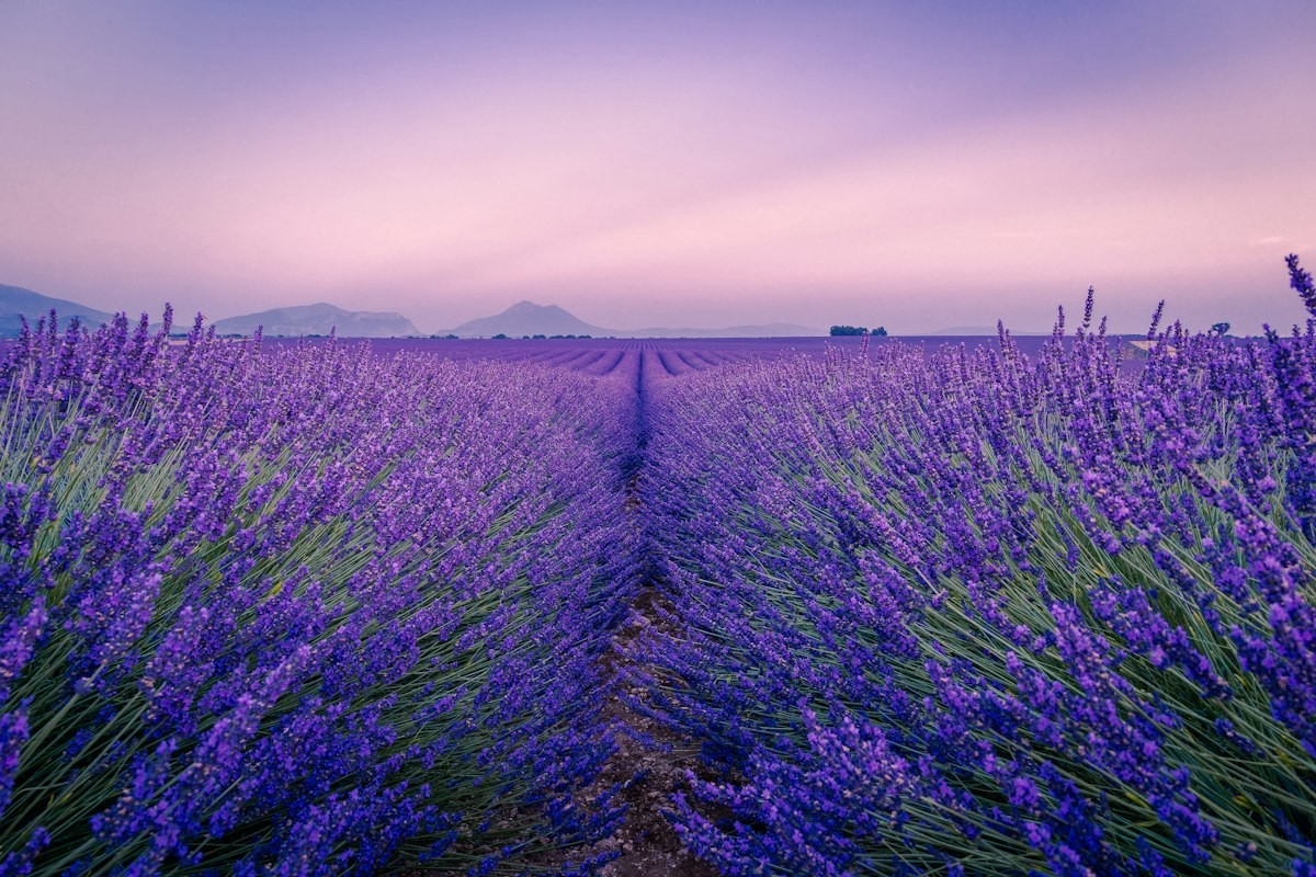 How to Use Lavender Essential Oil: 10 Everyday Ways